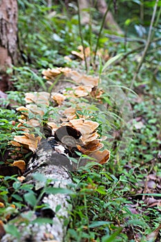 Beauty mushroom on dead tree