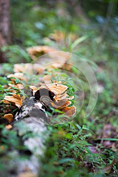 Beauty mushroom on dead tree