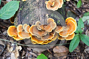 Beauty mushroom on dead tree