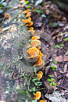 Beauty mushroom on dead tree