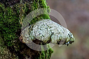 The beauty of mushrooms in the forest in autumn