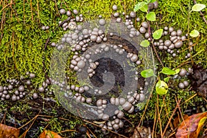 The beauty of mushrooms in the forest in autumn