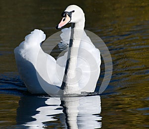 Beauty of the Mute Swan