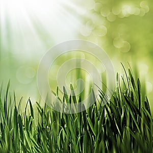 Beauty natural backgrounds with green grass