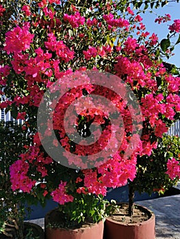 Beautiful and colorful bougainvillea flowers. Bright pink magenta bougainvillea flowers as a floral background. Close up view
