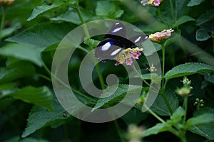 Beauty of nature black butterfly on the flowers