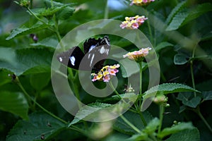 Beauty of nature black butterfly on the flowers