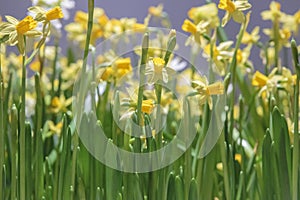 Spring yellow daffodils border background
