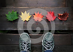 Beauty in Nature Concept. A Travelver Standing in front of Variety Color of Maple Leaves on Wooden Floor, Top View