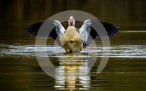 Egyptian goose with spread wings splashing in lake and symmetrically reflected in water