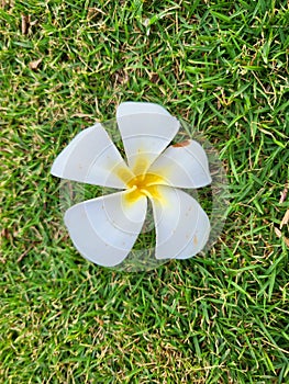 Beauty in Nature! Hawaiian Tropical Plumeria Flower on Green Grass!