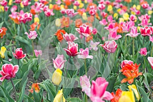 Beauty of nature. Holland during spring. Colorful field of tulips, Netherlands. bulb fields in springtime. harmony in