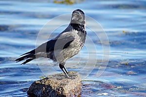 The beauty of Nature, hooded crow