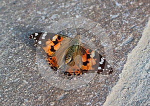 Beautiful orange and black butterfly sitting on the ground