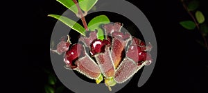 Beauty of Nature: Lipstick flower ( Aeschunanthus pulcher )