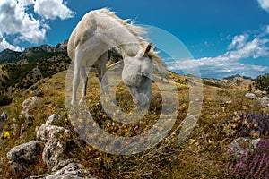 Beauty nature mountain landscape with white horse