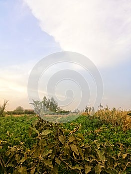 Beauty of nature natural vew of green fields with beautiful  sky