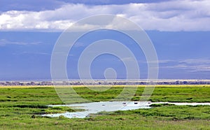 Beauty of nature near Lake Manyara with hippos in valley of Ngorongoro Crater Conservation Area, Tanzania