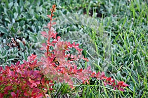 Beauty of nature in rainy weather. Natural colorful floral textures