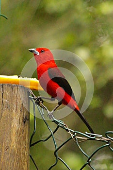 Bird tie-sangue (Ramphocelus) from Brazilian Atlantic forest photo