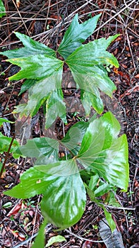 Beauty in nature. Ribbon-shaped leaf of Dipteria conjugata plant close-up with forest understory background