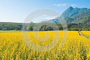 Beautiful view of Sunhemp field Crotalaria Juncea at the foothills of Doi Nang Non mountain in Mae Sai district.