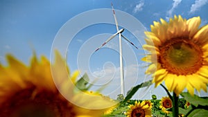 The beauty of nature and technology: Sunflower closeup with wind power turbines and electric windmills in the background