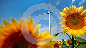 The beauty of nature and technology: Sunflower closeup with wind power turbines and electric windmills in the background