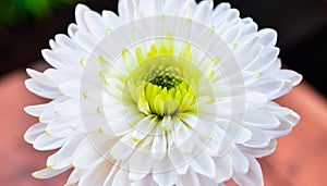 Fractal flower photo