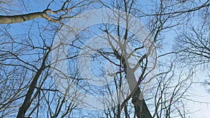 Beauty Of Nature. Winter Branches Silhouetted Against Clear Blue Sky. Crowns Of Trees Are In Contrast Background Of Sky.