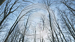 Beauty Of Nature. Winter Branches Silhouetted Against Clear Blue Sky. Crowns Of Trees Are In Contrast Background Of Sky.