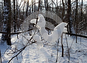 Beauty in nature. Winter fantasies in forest