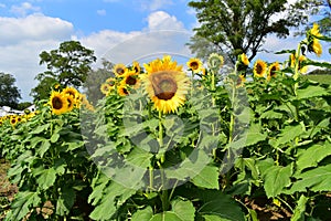 Omaha, Nebraska\', USA - August 20, 2023: The 5th Annual Sunflower Festival at Nelson Produce Farm in Valley, NE photo
