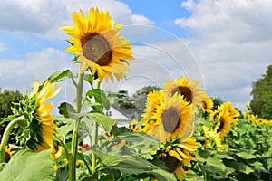 Omaha, Nebraska\', USA - August 20, 2023: The 5th Annual Sunflower Festival at Nelson Produce Farm in Valley, NE photo