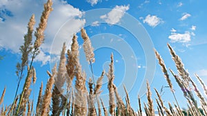 Beauty of northern autumn. Moving pampas grass outdoors. Wild grass sway from wind. Low angle view.