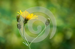 Beauty of Noxious Weeds - Hawkweed Flowers