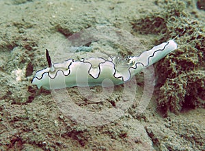 Beauty of Nudibranch Around MPA GITANADA