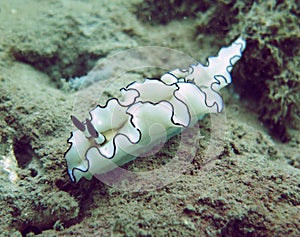 Beauty of Nudibranch Around MPA GITANADA