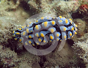 Beauty of Nudibranch Around MPA GITANADA