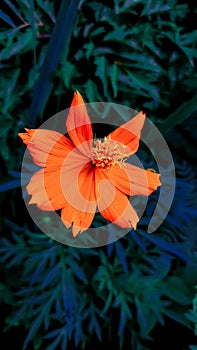 A Beauty of Orange Flower or Cosmos Flower