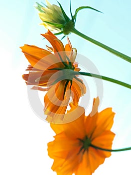 The beauty of orange flower on white and blue sky background. Cosmos flowers and the sky