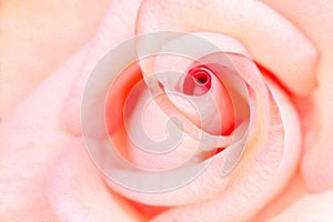 Beauty orange rose, abstract oil paint filter flower background