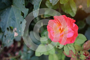 The beauty of orange roses, selectable focus, natural background