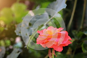 The beauty of orange roses, selectable focus, natural background