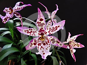 Beauty Orchid Beallara Diana Dunn & x27;Mendenhall& x27;hibrid close up photo