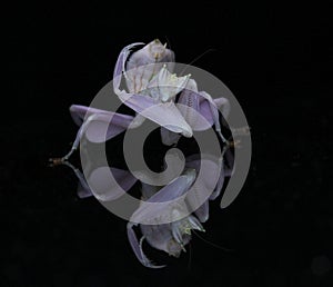 A beauty of orchid mantis