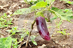 Beauty Organic Eggplant