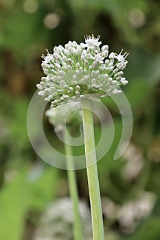 A beauty of Organic Onion flower in a botanical garden