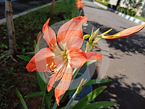 the beauty of ornamental plants flowers Amaryllis Tracheophyta Spermatophytina Angiospermae monocots Asparagales Amaryllidaceae