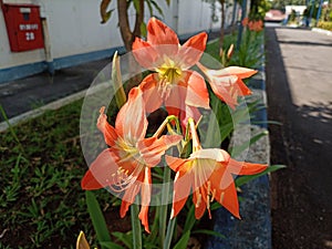 the beauty of ornamental plants flowers Amaryllis Tracheophyta Spermatophytina Angiospermae monocots Asparagales Amaryllidaceae